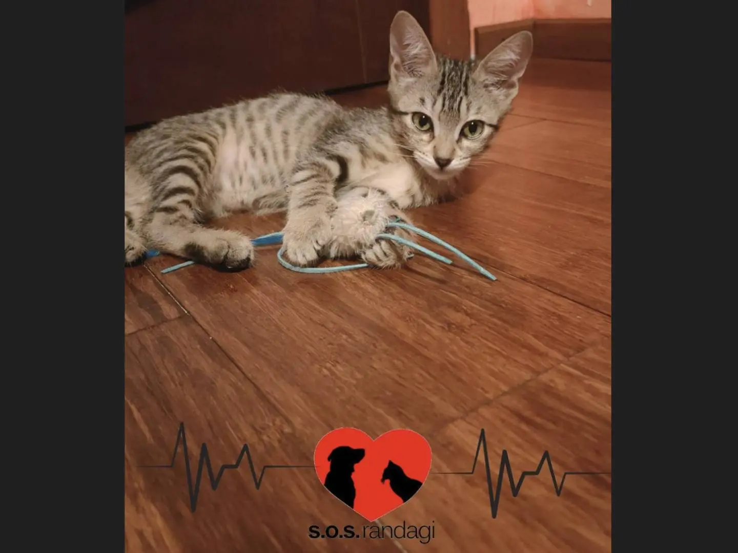 Adozione gatto, femmina, Razza sconosciuta Razza sconosciuta, 6 mesi, taglia non valida, Milano