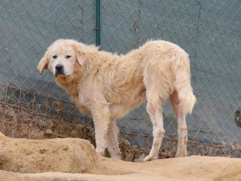Foto 3 dell'animale