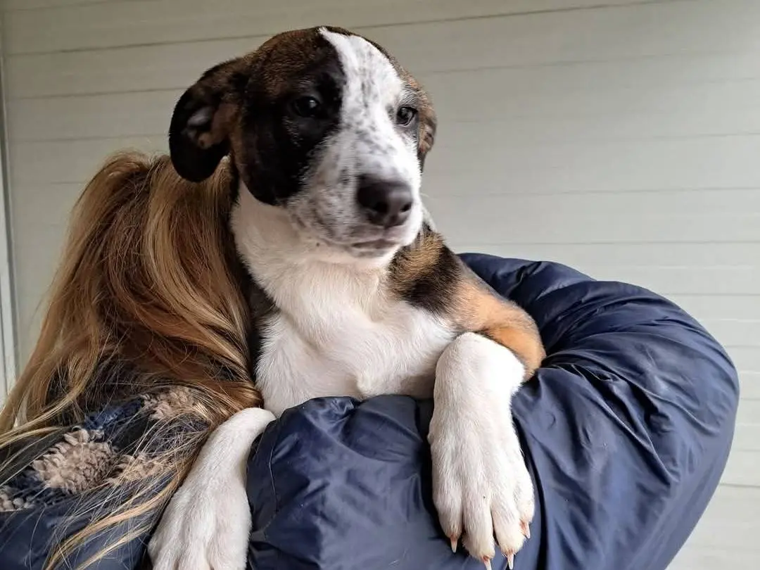 Adozione cane, maschio, Razza sconosciuta Razza sconosciuta, 1 anno e 11 mesi, taglia media contenuta, Milano