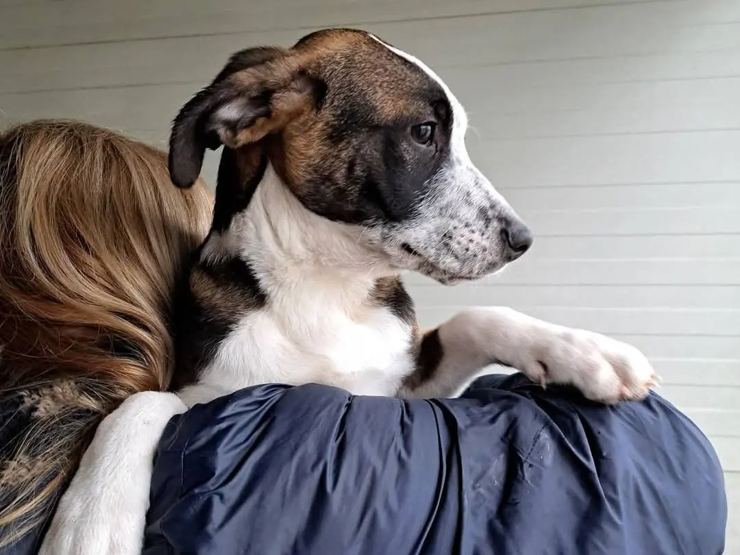 Adotta un cane, maschio, 1 anno e 11 mesi, Milano