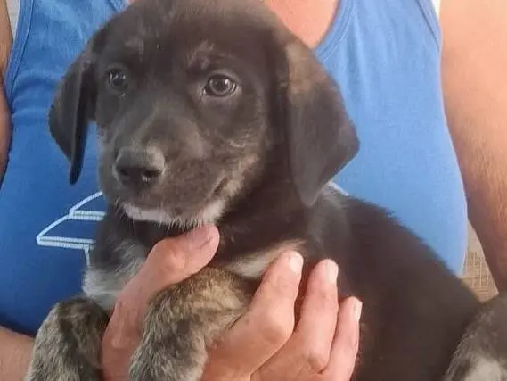 Adotta un cane, maschio, 2 mesi, Cagliari