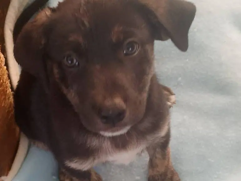Adozione cane, maschio, Razza sconosciuta Razza sconosciuta, 2 mesi, taglia media, Cagliari