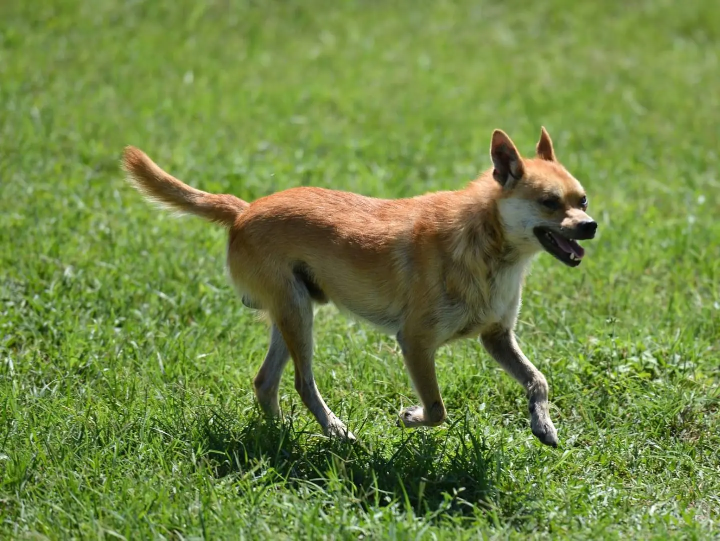Foto 3 dell'animale