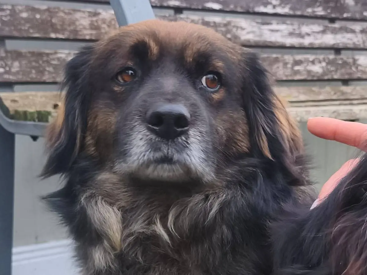 Adotta il cane Bombetta a Milano