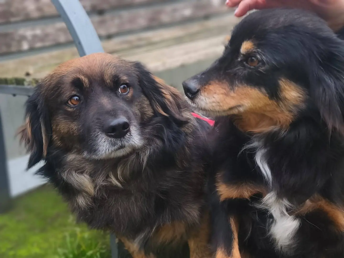Vuoi adottare un cane a Milano?