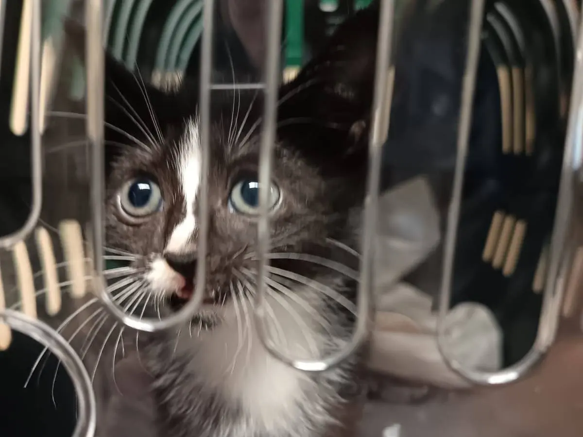 Adozione gatto, maschio, Razza sconosciuta Razza sconosciuta, 2 mesi, taglia non valida, Ravenna