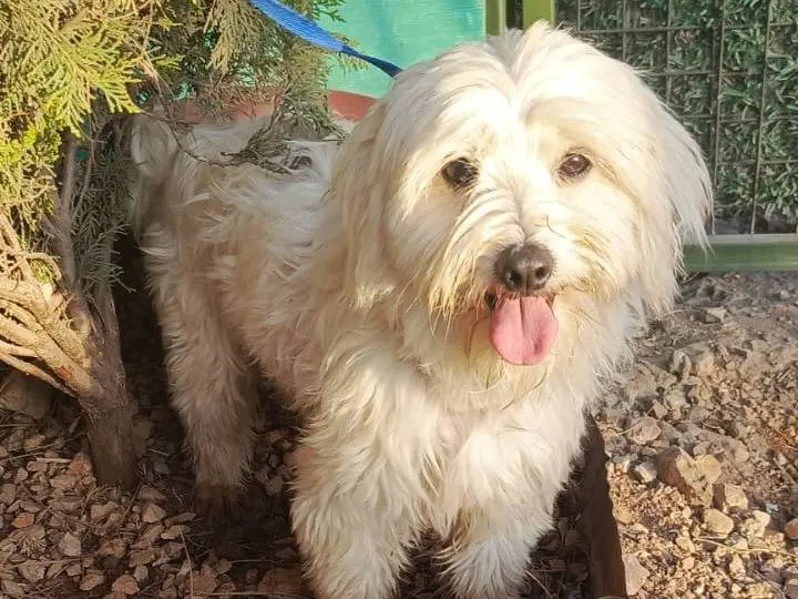 Adotta un cane, taglia piccola, maschio, Milano