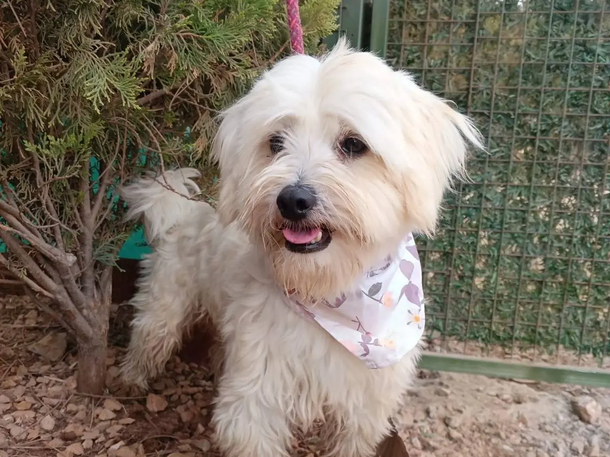 Vuoi adottare un cane a Milano?