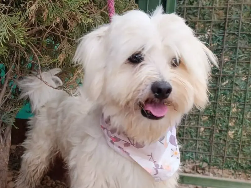 Adozione cane, maschio, Maltese Razza sconosciuta, 2 anni e 10 mesi, taglia piccola, Milano