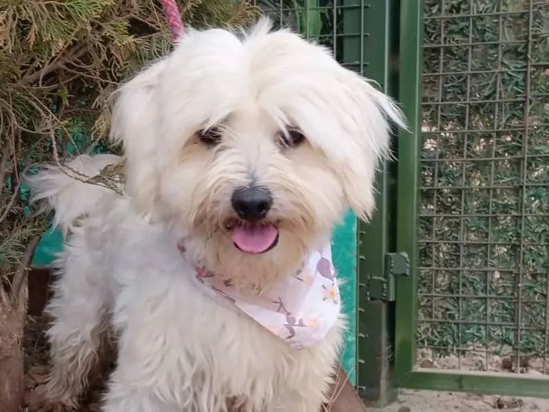 Adotta un cane, maschio, 2 anni e 10 mesi, Milano