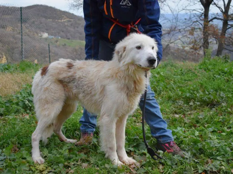 Adotta un cane, maschio, 4 anni e 8 mesi, Matera