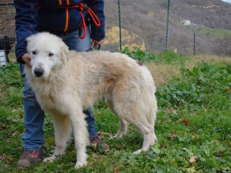 Adozione cane, maschio, Pastore maremmano Razza sconosciuta, 4 anni e 8 mesi, taglia grande, Matera