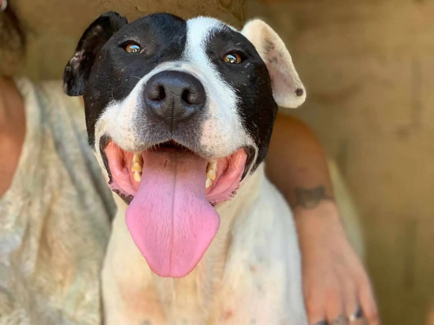 Adozione cane, maschio, American Staffordshire Terrier Razza sconosciuta, 4 anni e 3 mesi, taglia media, Firenze