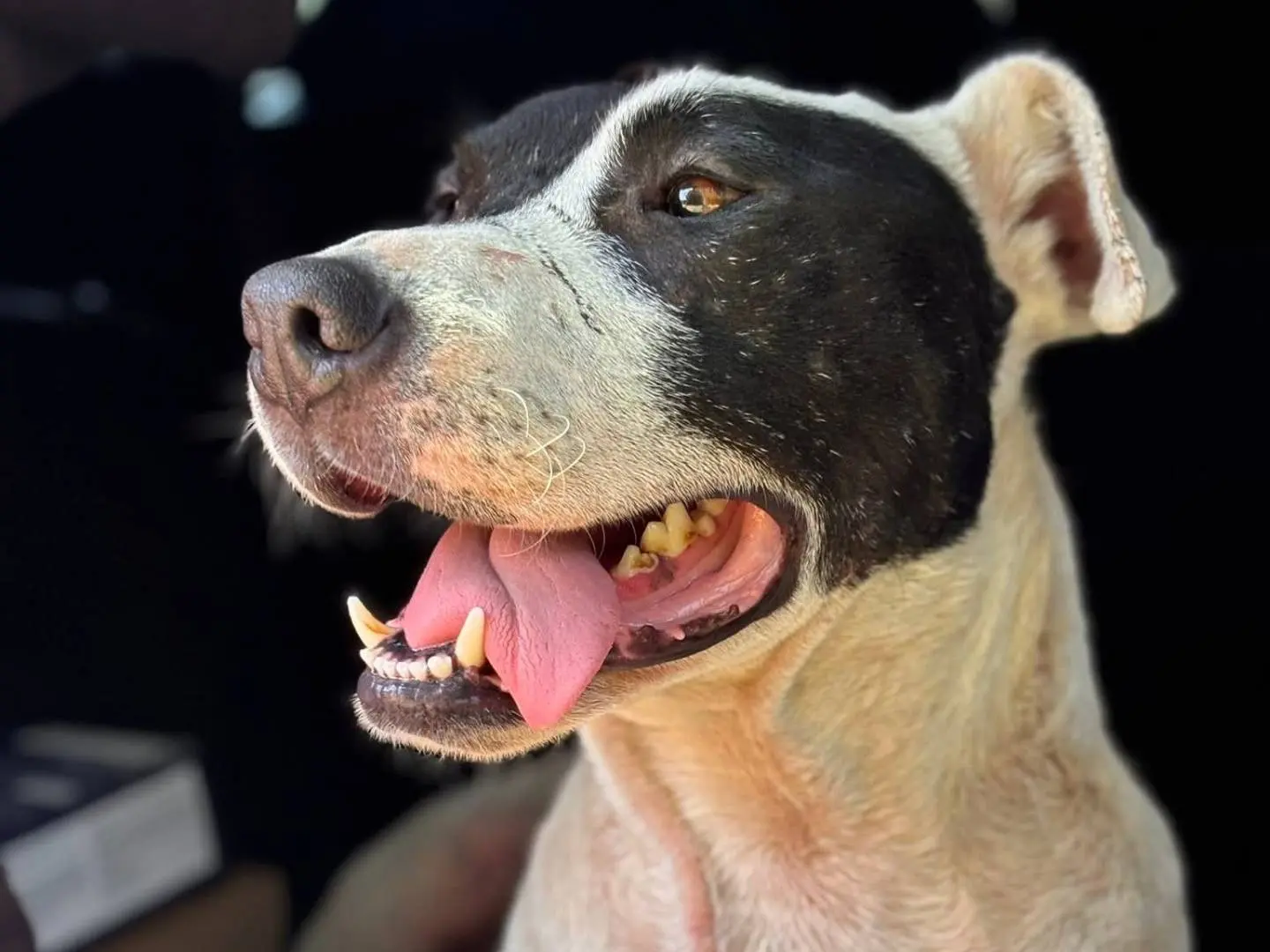 Adotta il cane SPYKE a Firenze