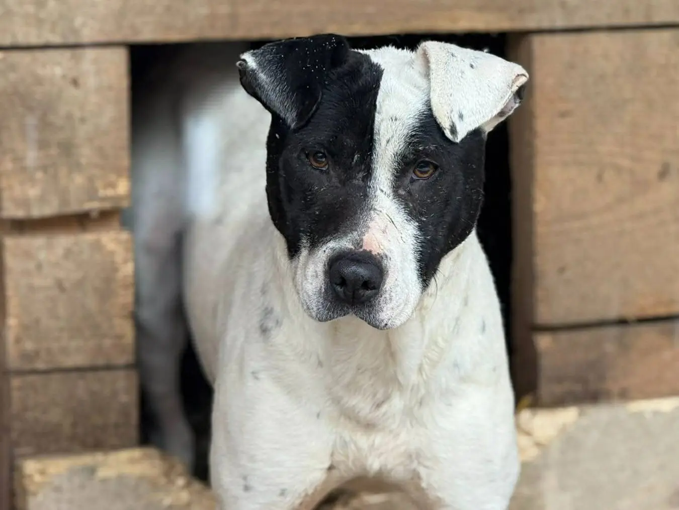 Adotta un cane, maschio, 4 anni e 3 mesi, Firenze