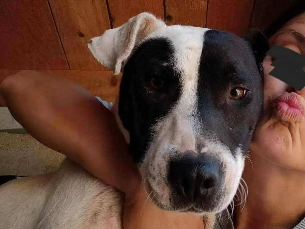 Adotta un cane, taglia media, maschio, Firenze