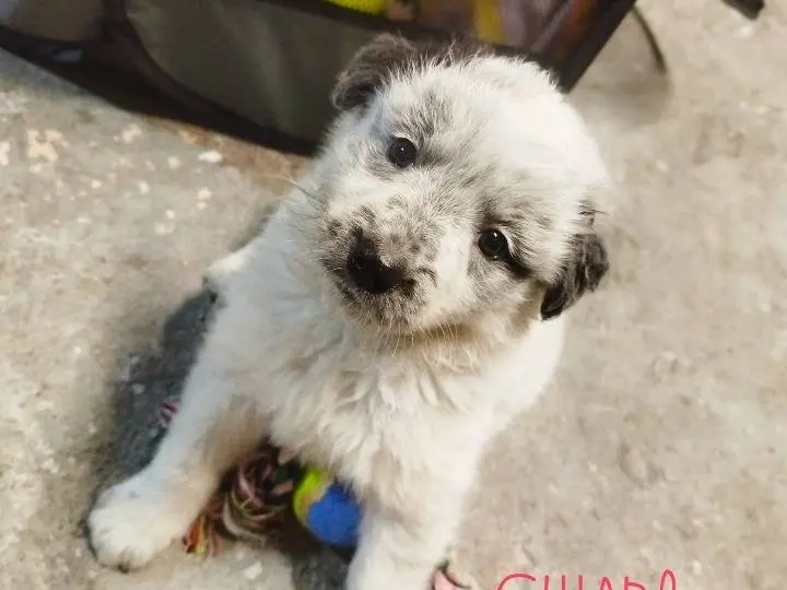 Adozione cane, femmina, Pastore maremmano Razza sconosciuta, 11 mesi, taglia grande, Siracusa