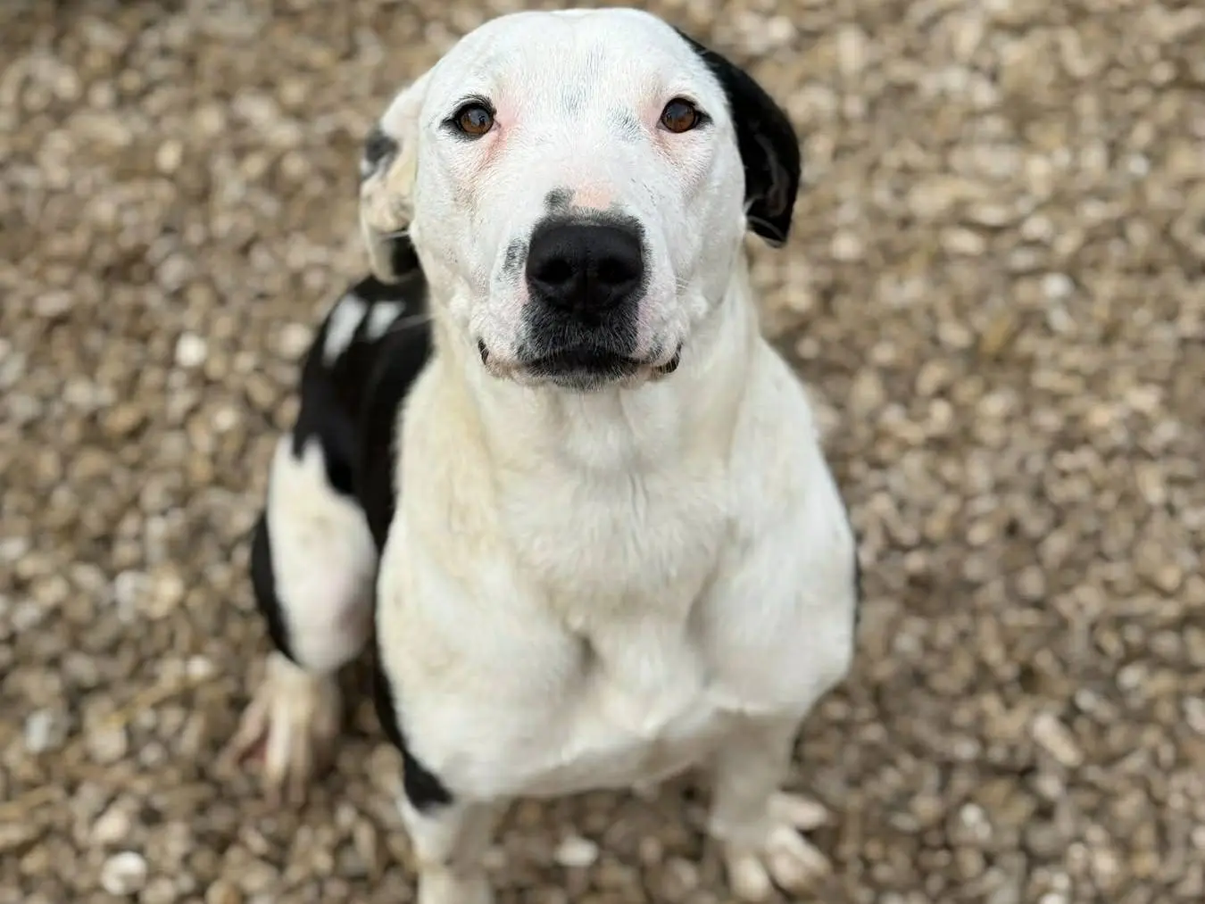 Adozione cane, femmina, Pitbull Razza sconosciuta, 1 anno e 3 mesi, taglia media, Firenze