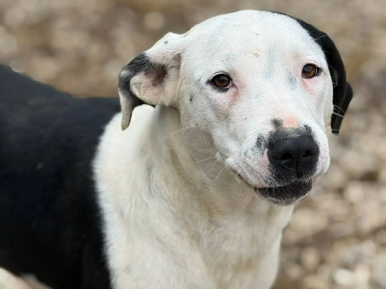 Adotta un cane, femmina, 1 anno e 3 mesi, Firenze