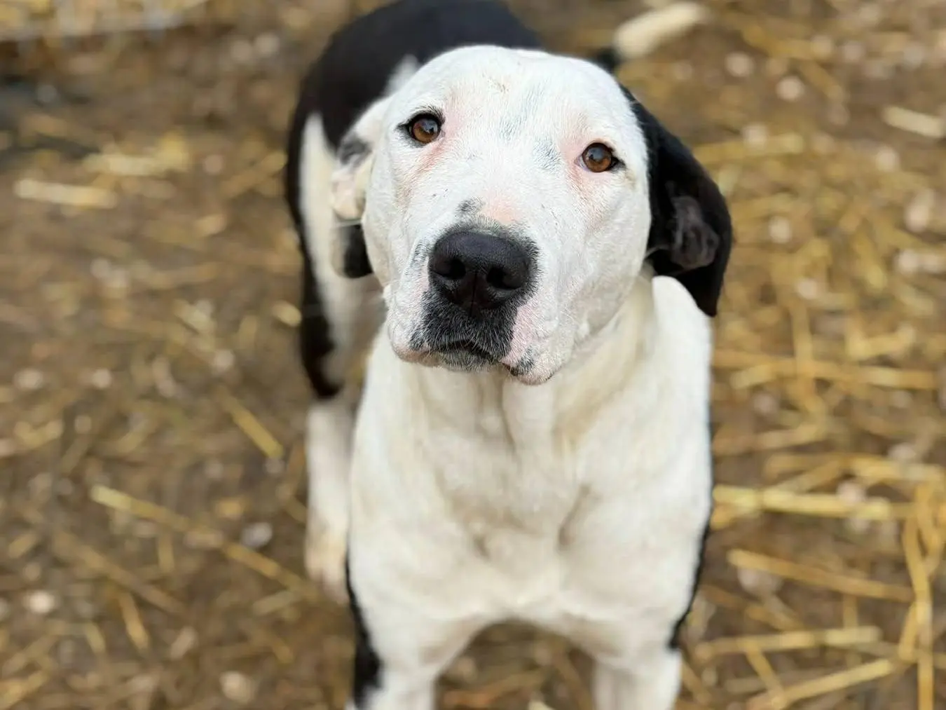 Adotta un cane, taglia media, femmina, Firenze