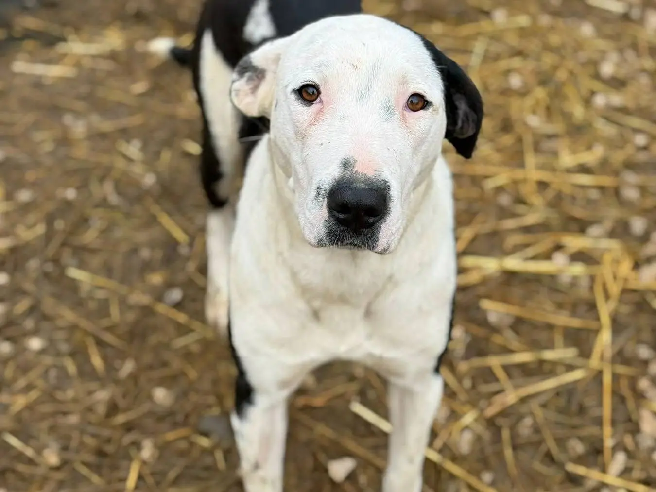 Vuoi adottare un cane a Firenze?