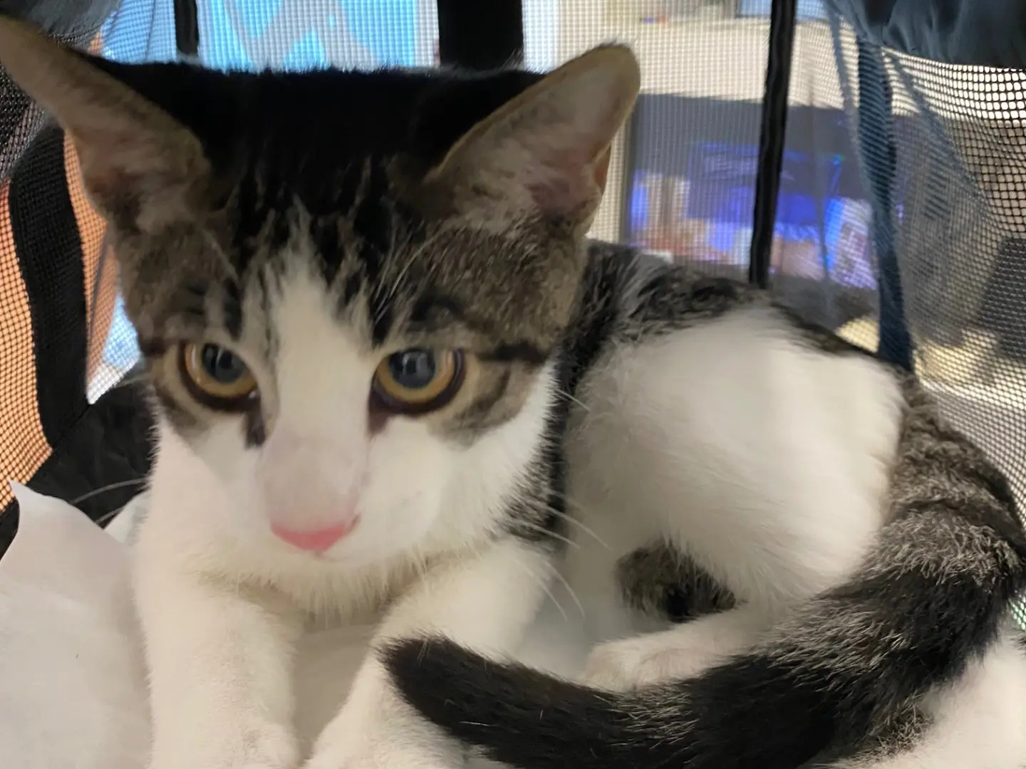 Adozione gatto, maschio, Razza sconosciuta Razza sconosciuta, 6 mesi, taglia non valida, Torino