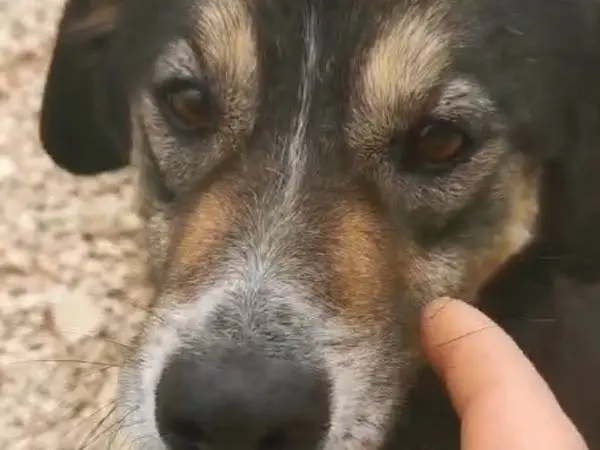 Foto 2 dell'animale
