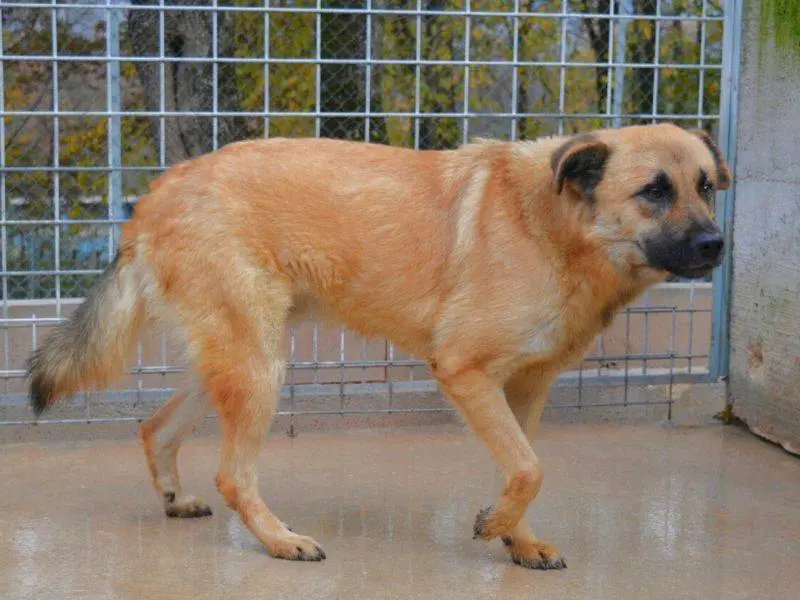 Adotta un cane, maschio, 4 anni, Frosinone