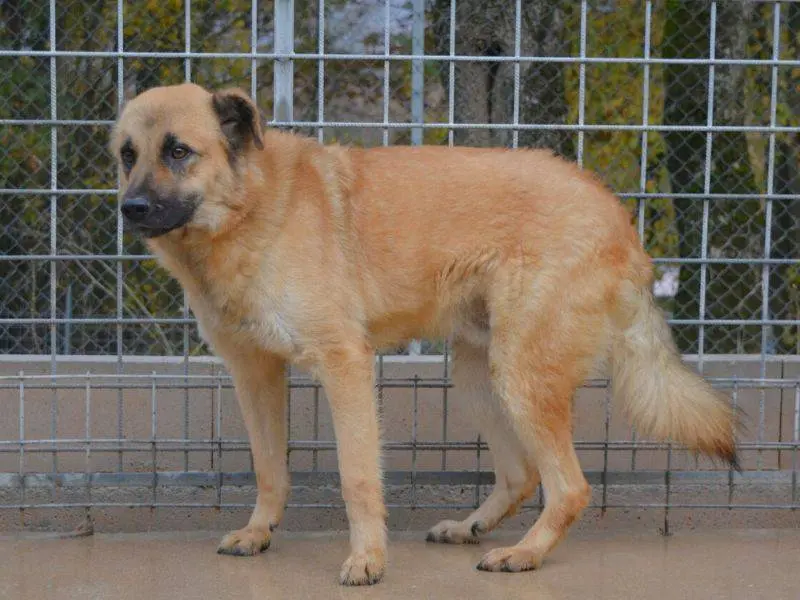 Adozione cane, maschio, Pastore tedesco Razza sconosciuta, 4 anni, taglia grande, Frosinone