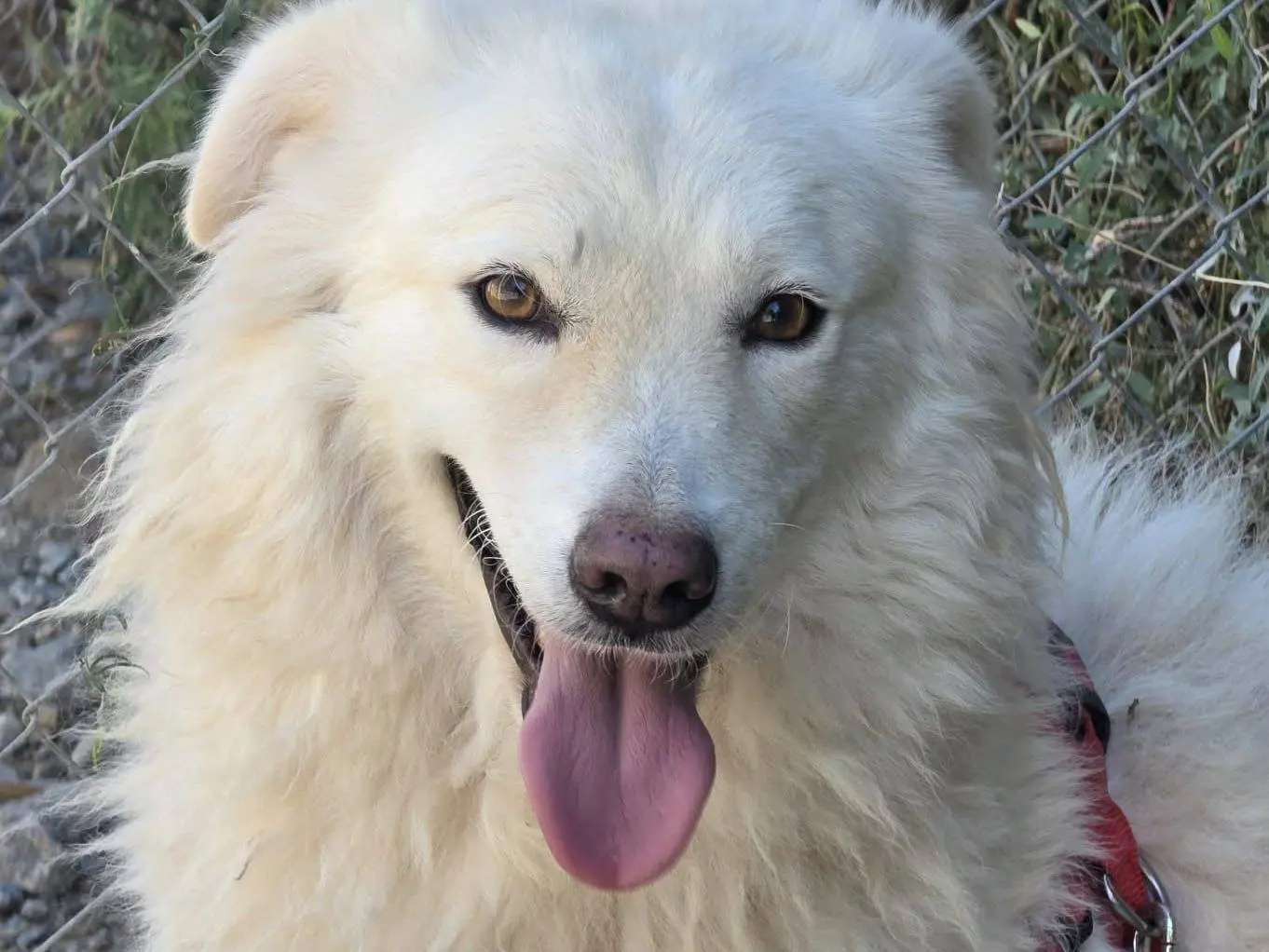 Adozione cane, femmina, Razza sconosciuta Razza sconosciuta, 2 anni e 9 mesi, taglia media, Crotone