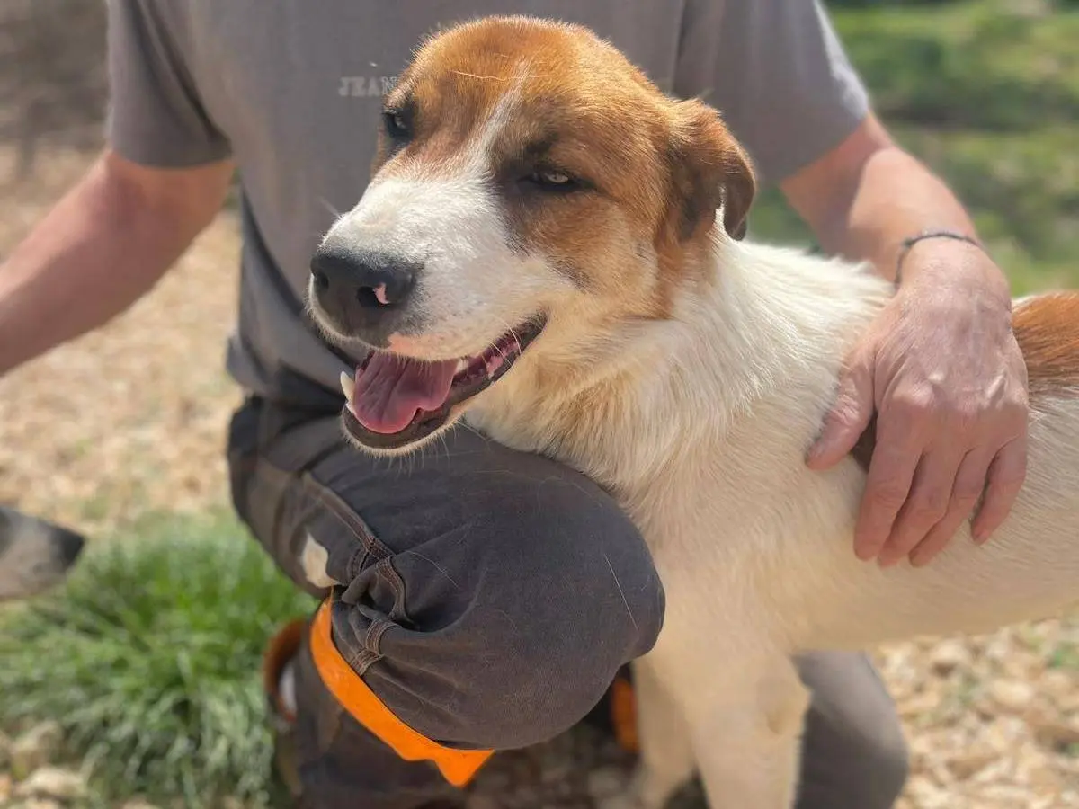 Vuoi adottare un cane a Frosinone?