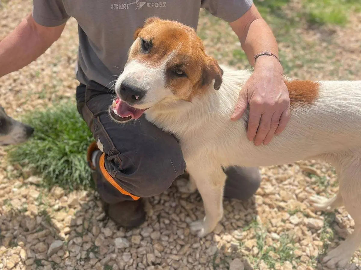 Adotta un cane, taglia media, maschio, Frosinone