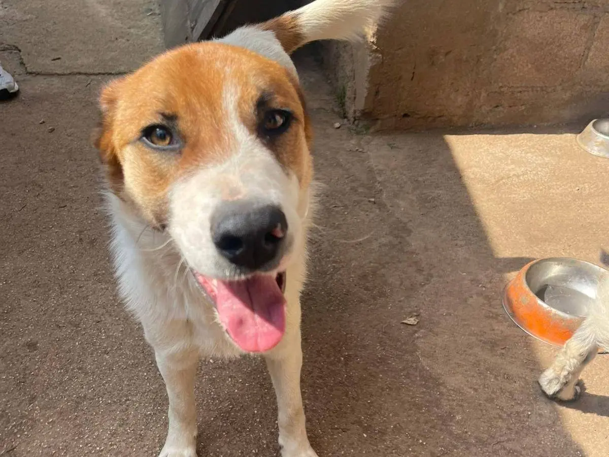 Adotta un cane, maschio, 1 anno e 3 mesi, Frosinone