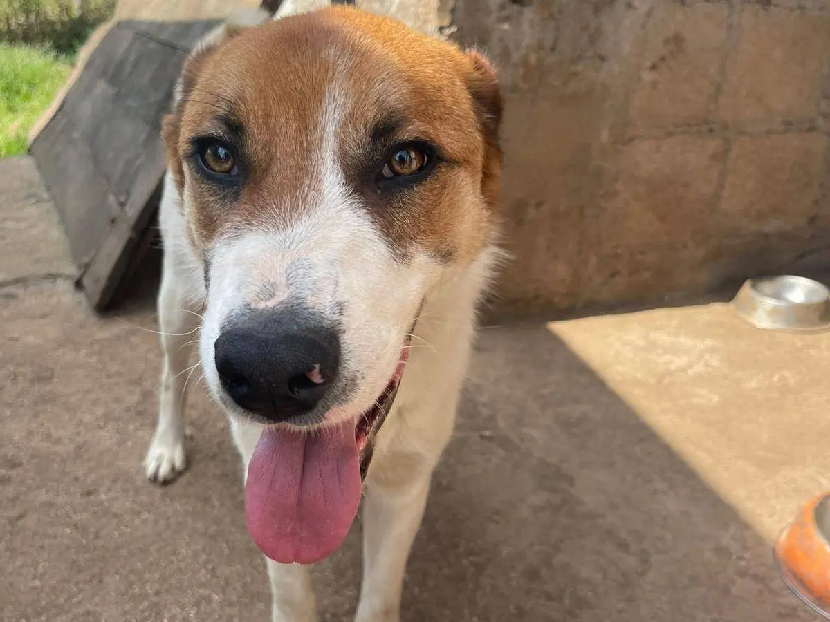 Adozione cane, maschio, Razza sconosciuta Razza sconosciuta, 1 anno e 3 mesi, taglia media, Frosinone