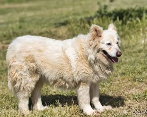 Adotta un cane, taglia media, femmina, Roma