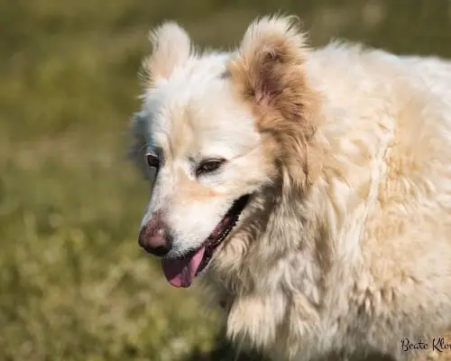 Adotta il cane mamy a Roma