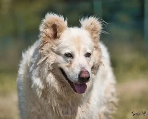 Vuoi adottare un cane a Roma?