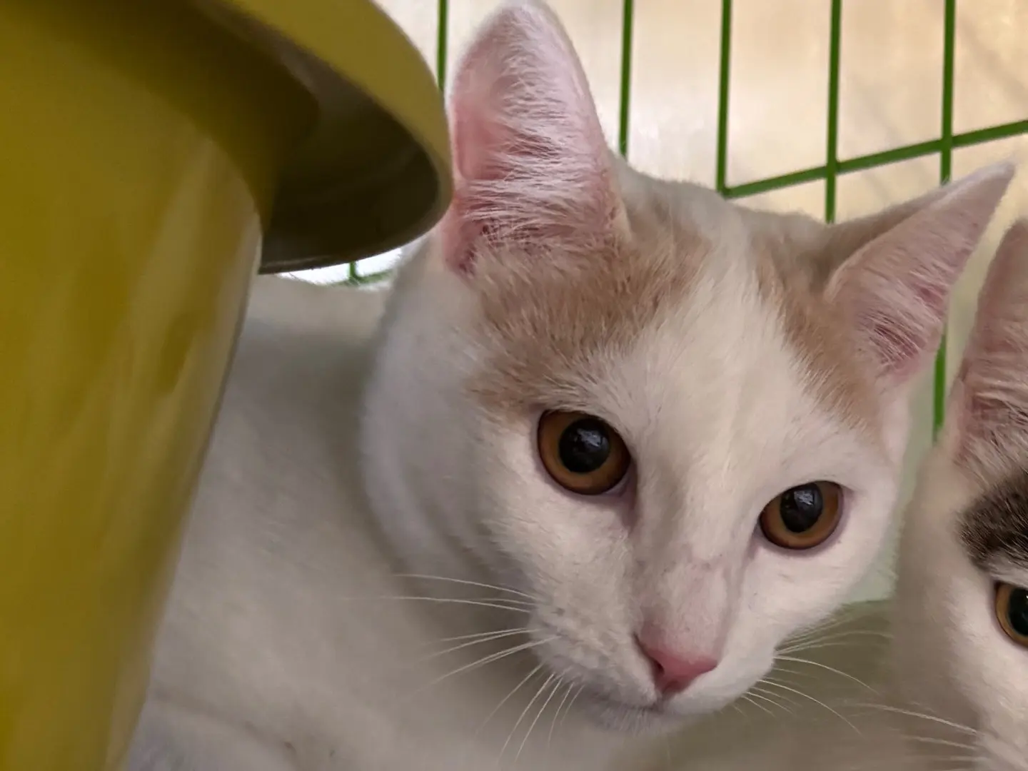 Adotta un gatto, maschio, 6 mesi, Brescia