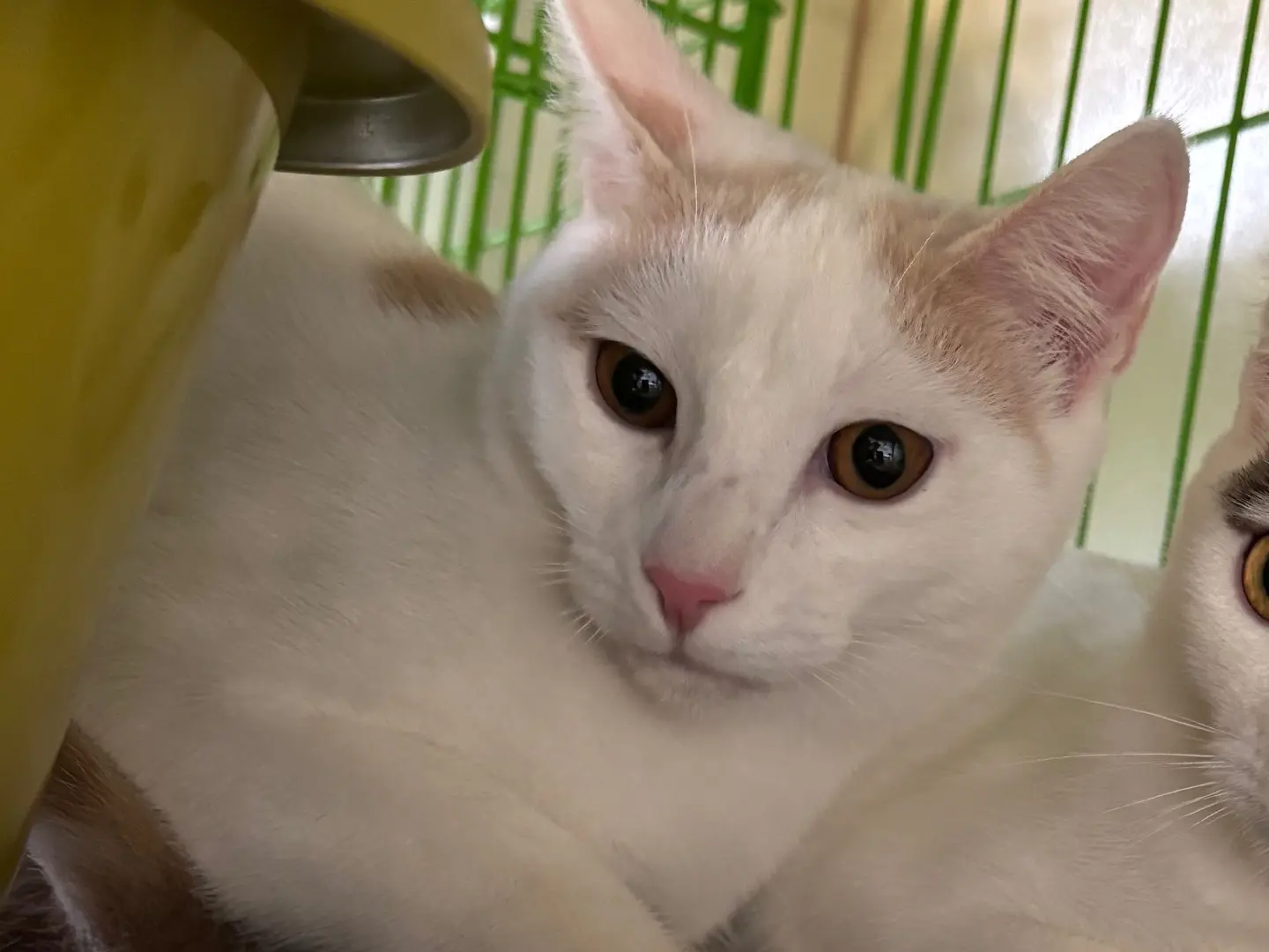 Adozione gatto, maschio, Razza sconosciuta Razza sconosciuta, 6 mesi, taglia non valida, Brescia