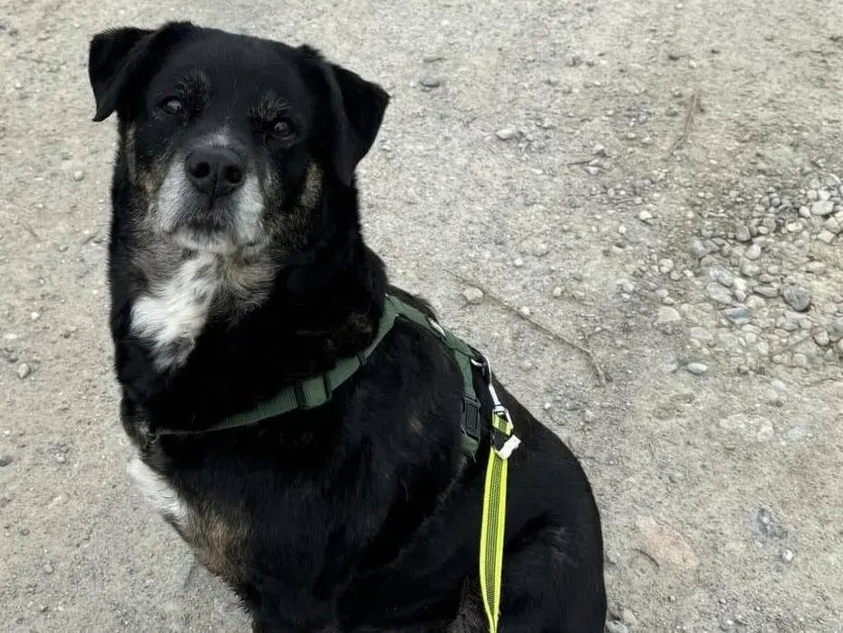 Adotta un cane, taglia gigante, femmina, Bergamo