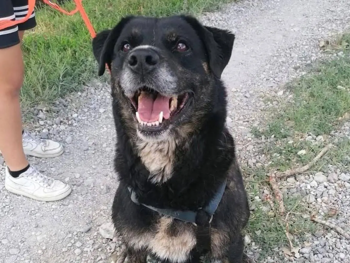 Adozione cane, femmina, Rottweiler Razza sconosciuta, 12 anni e 1 mese, taglia gigante, Bergamo