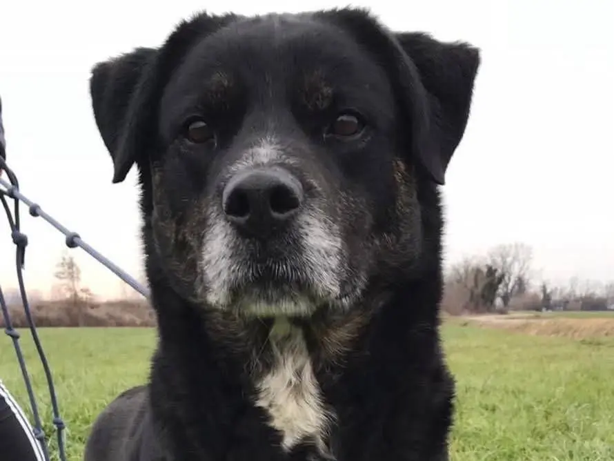 Adotta un cane, femmina, 12 anni e 1 mese, Bergamo