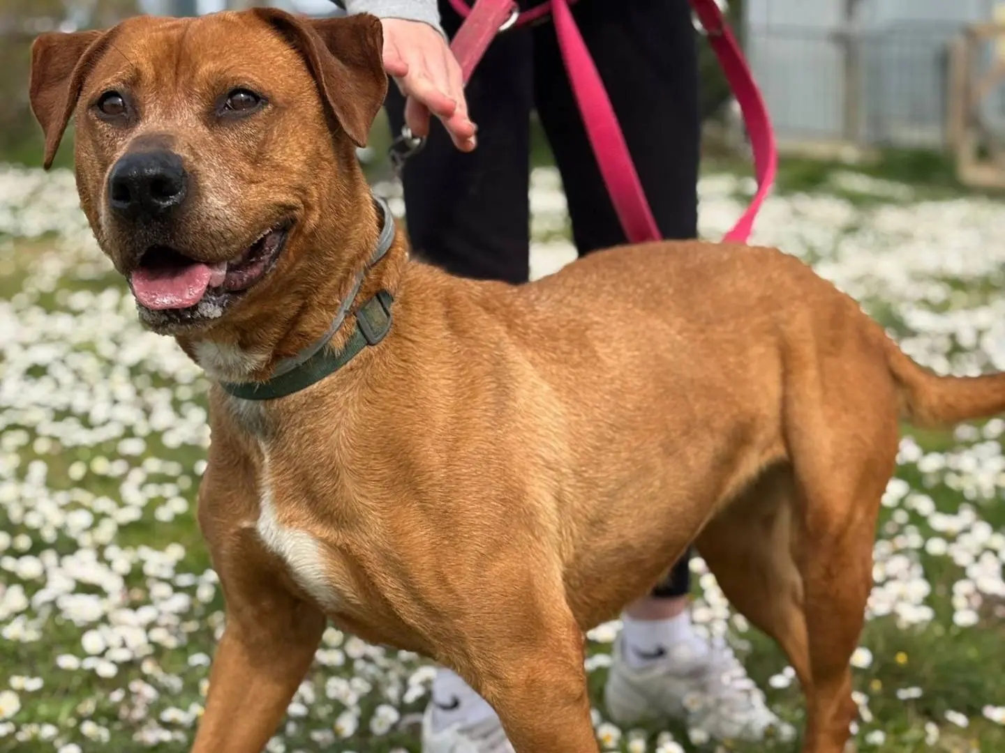 Adozione cane, femmina, Razza sconosciuta Razza sconosciuta, 9 anni e 8 mesi, taglia media, Pisa
