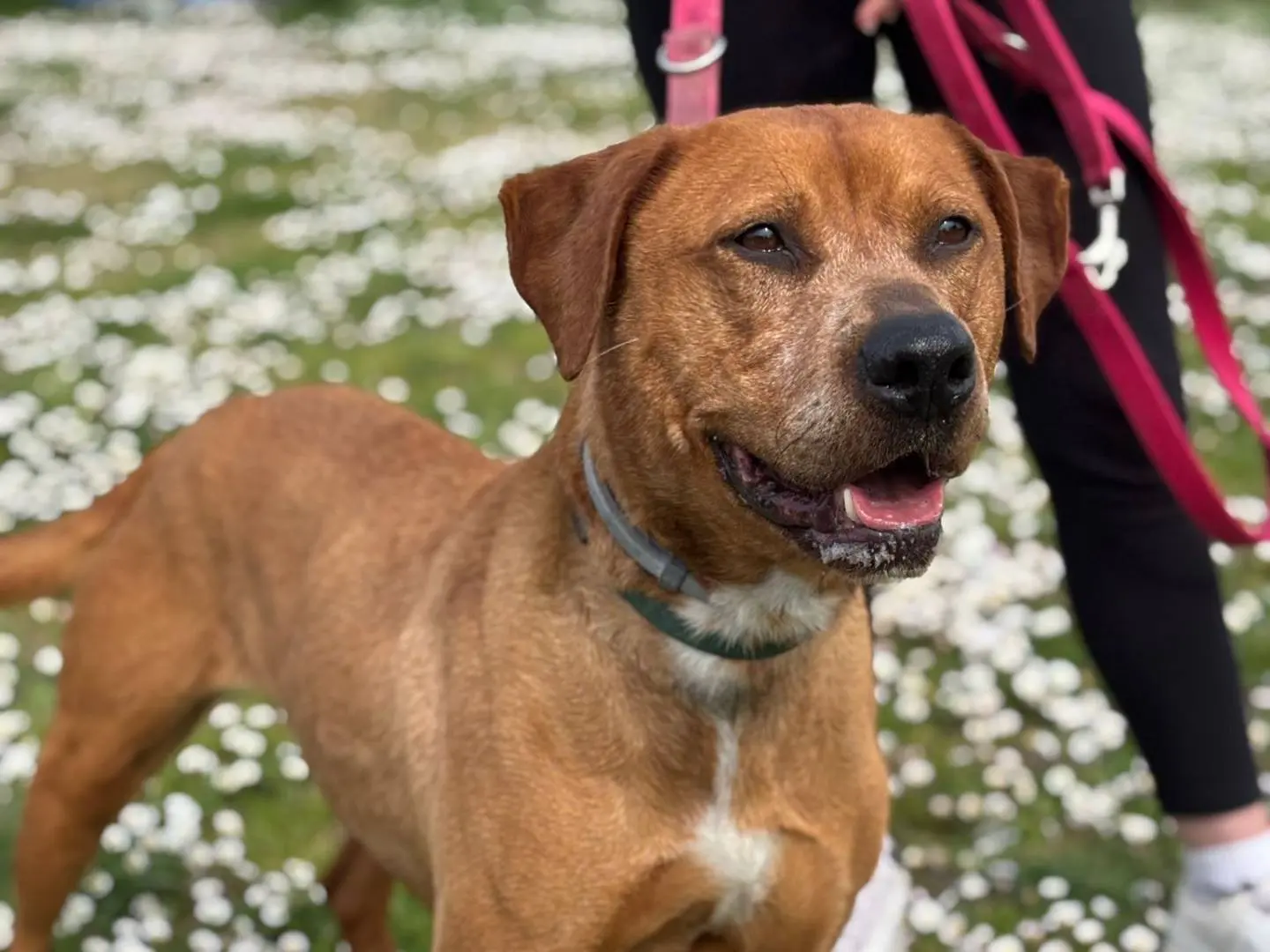 Vuoi adottare un cane a Pisa?