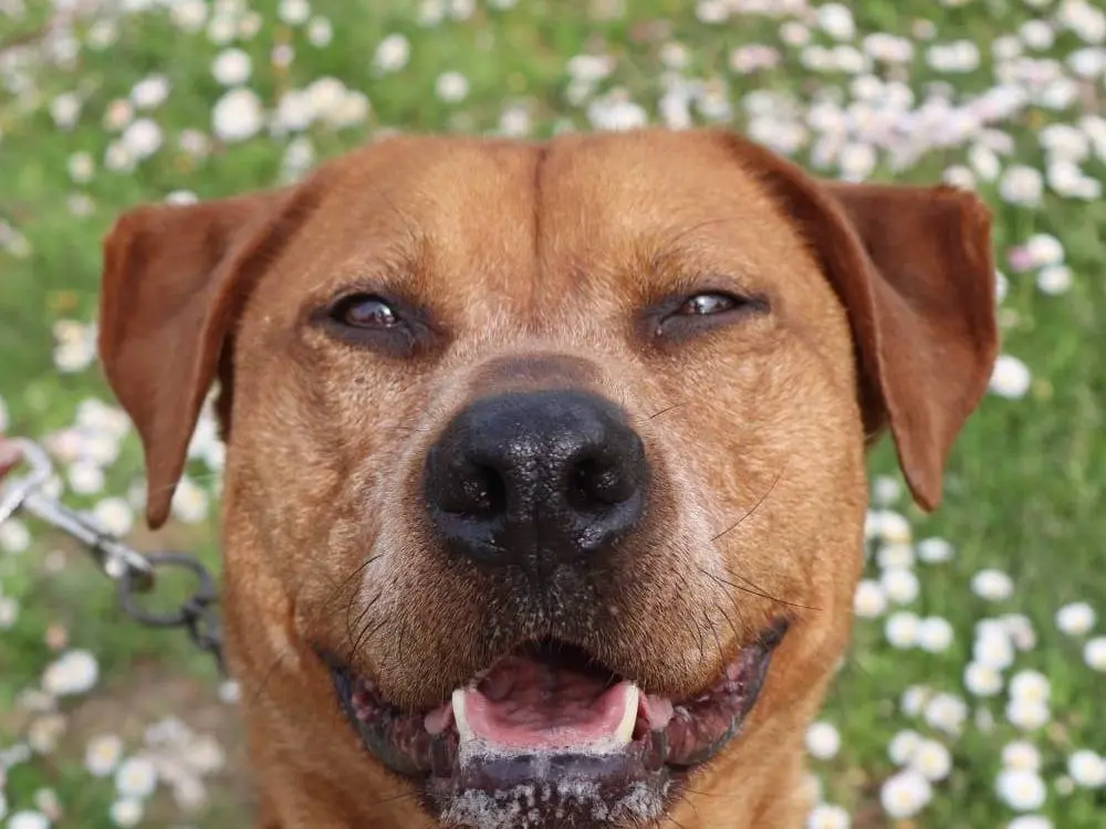 Adotta il cane Palagetta a Pisa