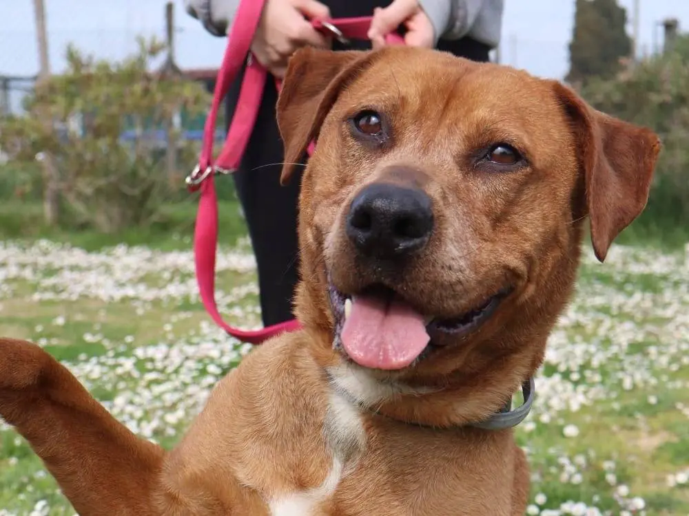 Adotta un cane, femmina, 9 anni e 8 mesi, Pisa