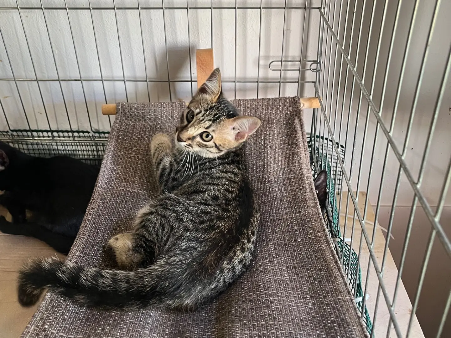 Adozione gatto, femmina, Razza sconosciuta Razza sconosciuta, 6 mesi, taglia non valida, Padova