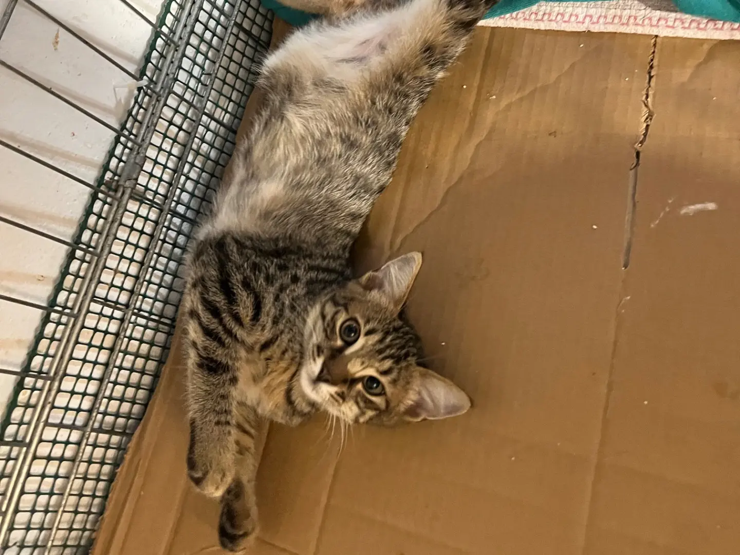 Adotta un gatto, femmina, 6 mesi, Padova