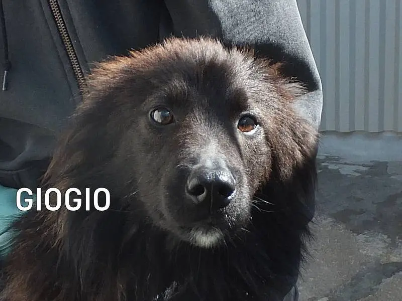 Adozione cane, maschio, Razza sconosciuta Razza sconosciuta, 2 anni e 7 mesi, taglia media contenuta, Frosinone