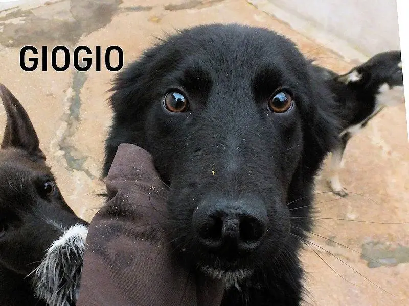 Adotta un cane, maschio, 2 anni e 7 mesi, Frosinone